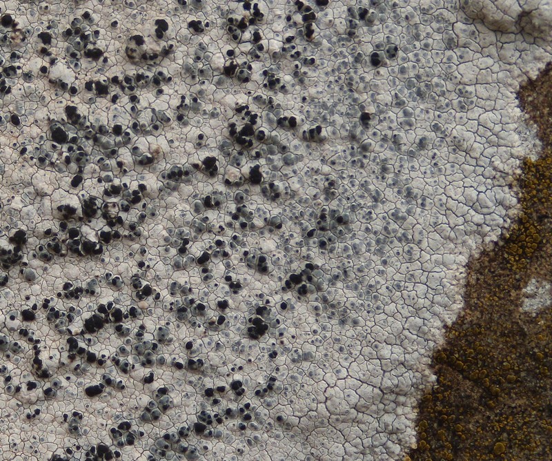 lichene bianco sulle arenarie della Laga 1